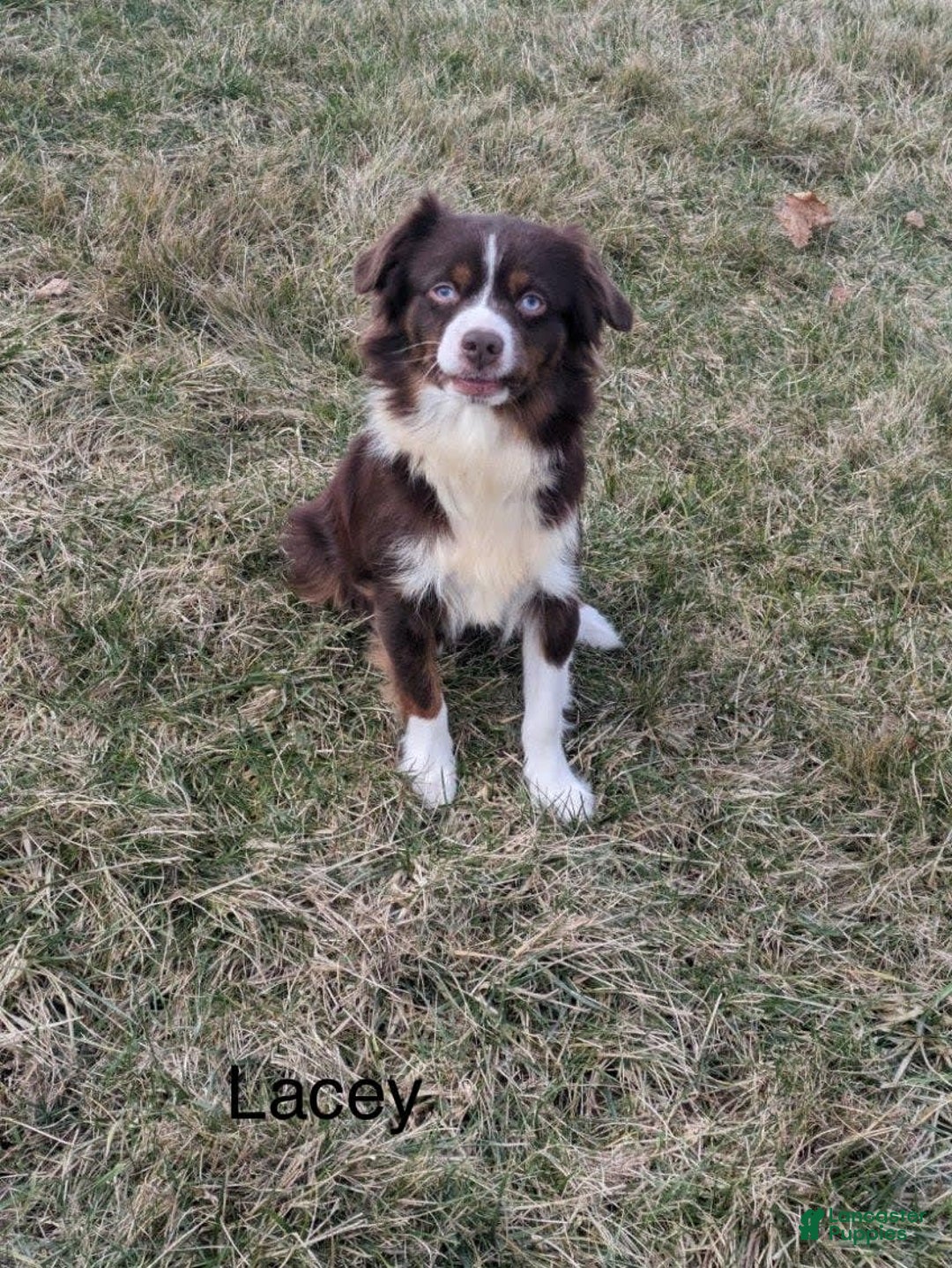 Mini Aussiedoodle dogs for sale: April - Image 11