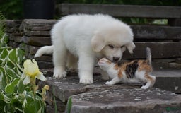 Great Pyrenees dogs for sale: Whitlock - Image 1