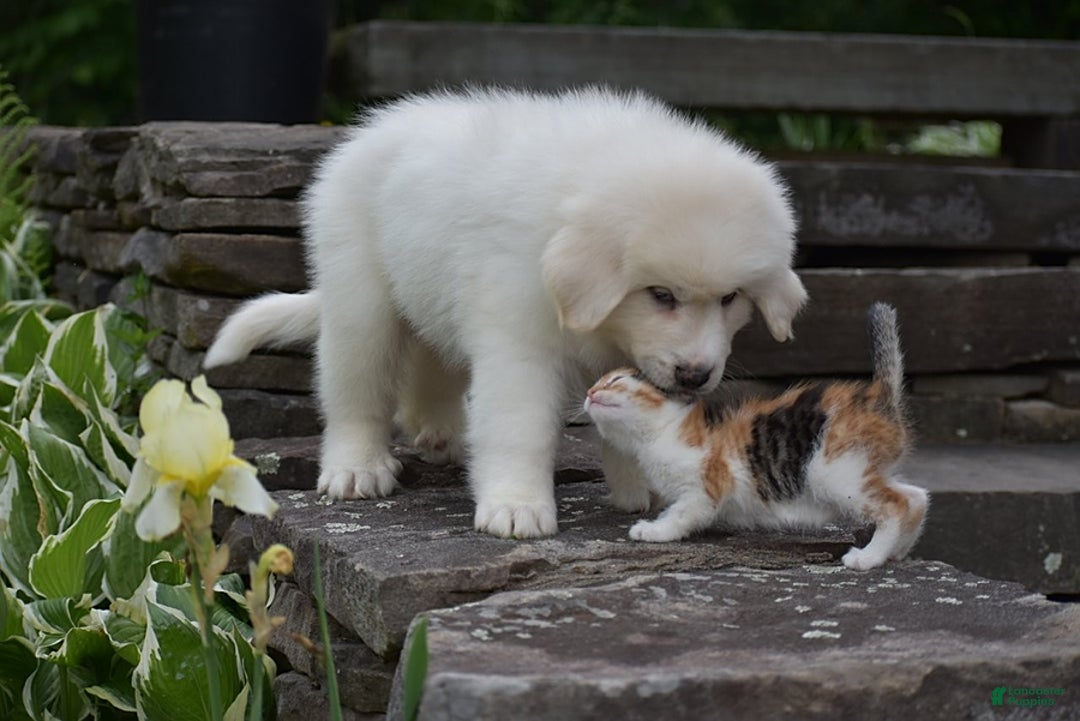 Great Pyrenees dogs for sale: Whitlock - Image 1