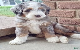 Mini Bernedoodle dogs for sale: Mia - Image 18