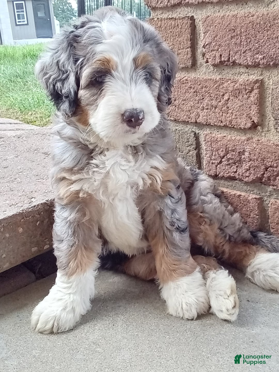 Mini Bernedoodle dogs for sale: Mia - Image 18