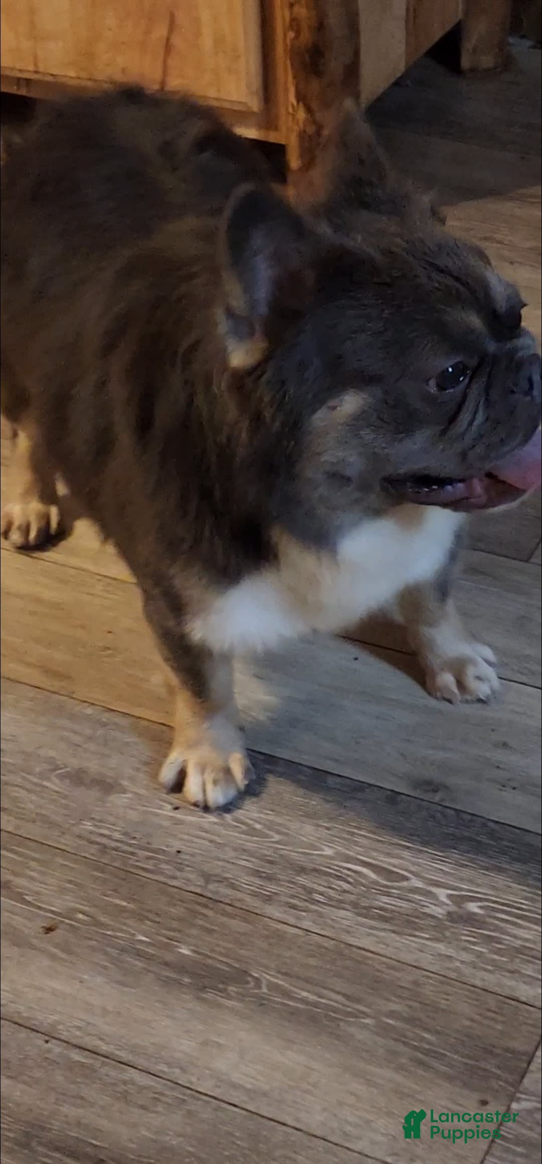 French Bulldog dogs for sale: Top Gun - Image 5