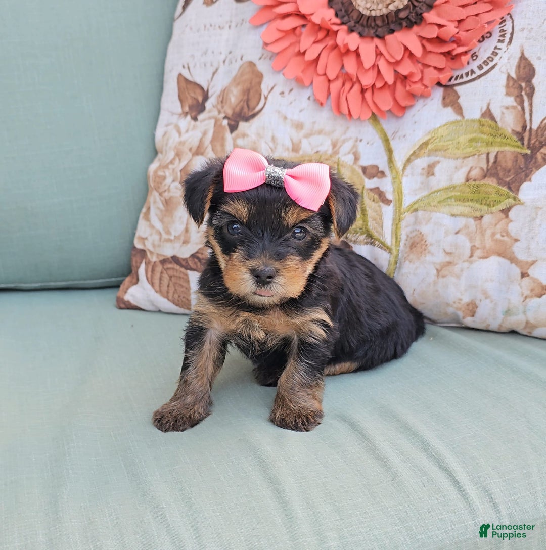 Yorkshire Terrier dogs for sale: Sky - Image 2