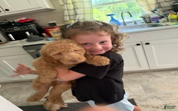 Goldendoodle dogs for sale: Puppy 1 - Image 2