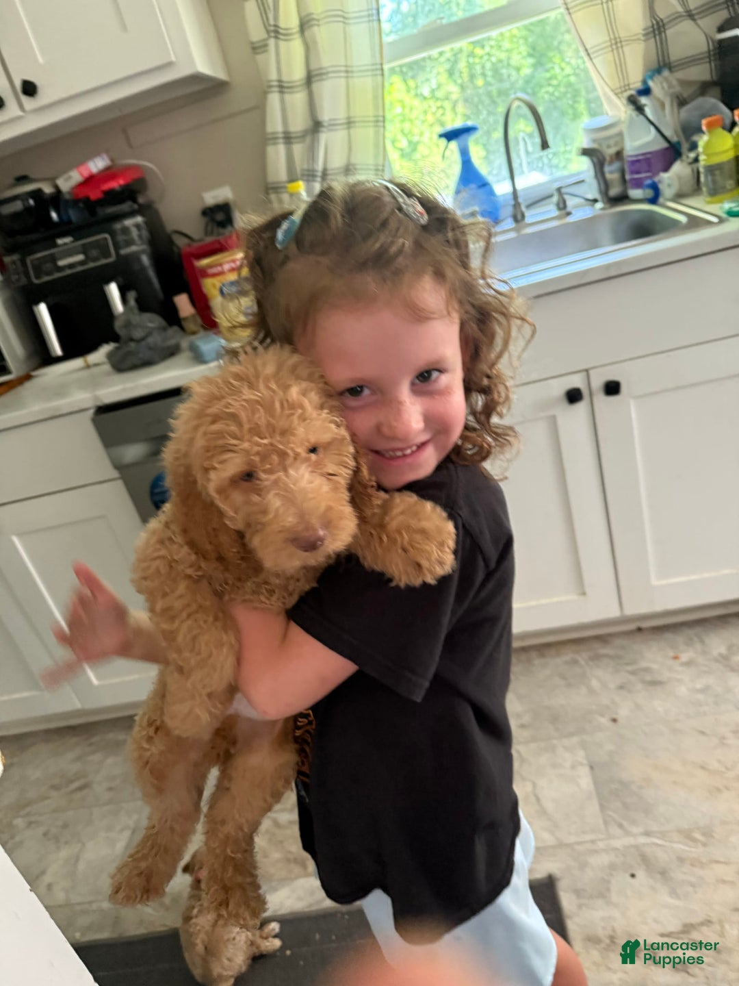 Goldendoodle dogs for sale: Puppy 1 - Image 2