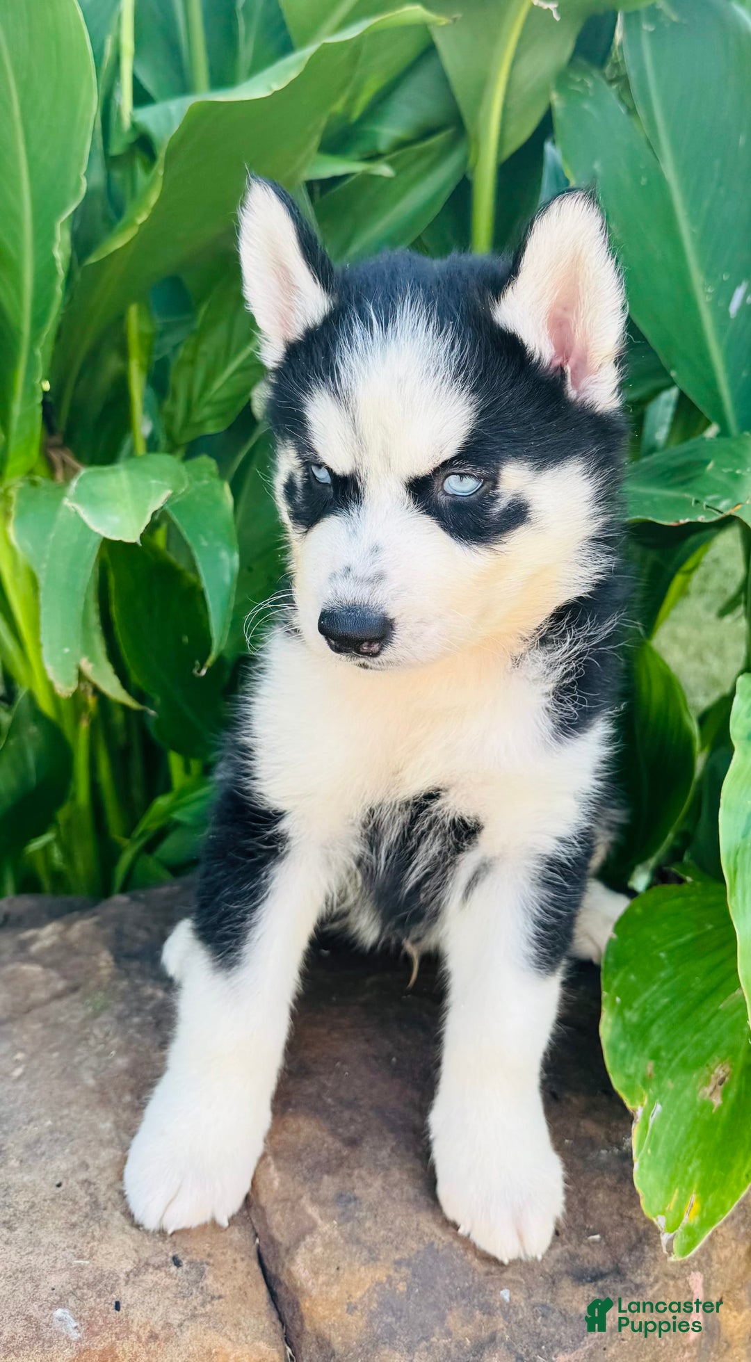 Siberian Husky dogs for sale: Rip - Image 5