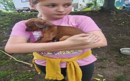 Miniature Pinscher dogs for sale: Jake - Image 2