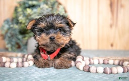 Yorkshire Terrier dogs for sale: Blue Bells - Image 1