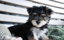 Morkie dogs for sale: Skipper - Image 18
