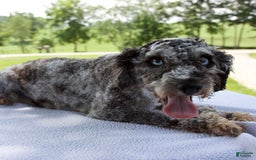 Miniature Poodle dogs for sale: Axel - Image 11