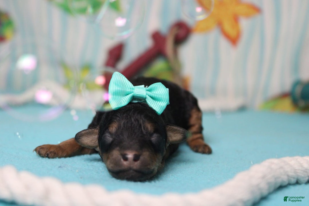 Toy Poodle dogs for sale: Jubilee - Image 8