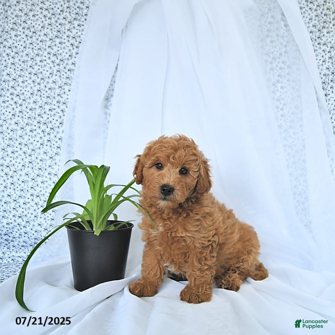 Mini Goldendoodle dogs for sale: Milo - Image 3
