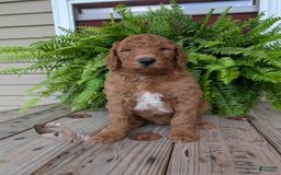 Goldendoodle dogs for sale: Teddy - Image 11