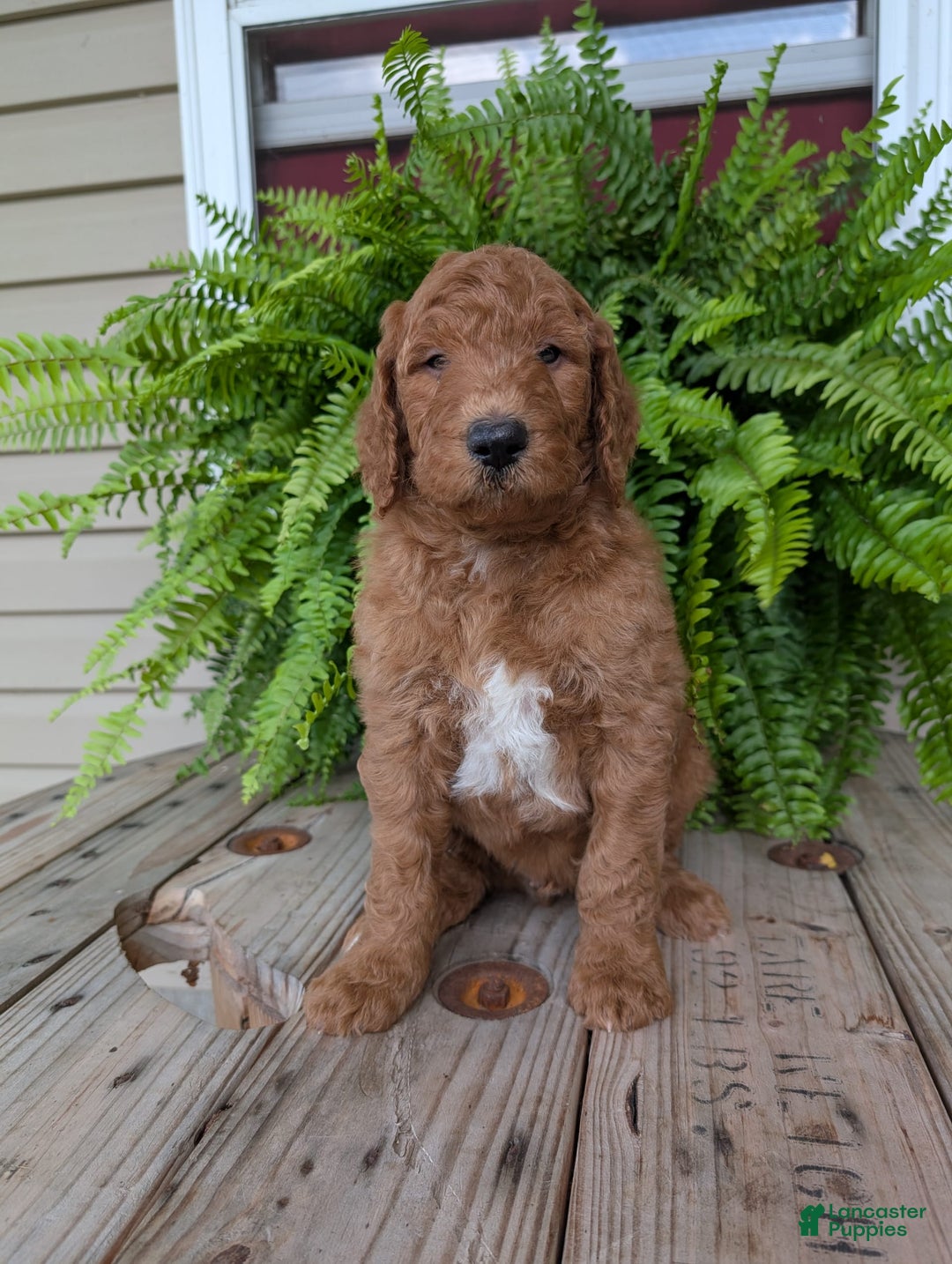 Goldendoodle dogs for sale: Teddy - Image 11