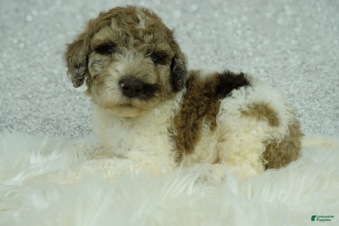 Newfypoo dogs for sale: Penny F1b - Image 5