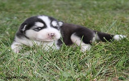 Alaskan Malamute dogs for sale: Axel - Image 3