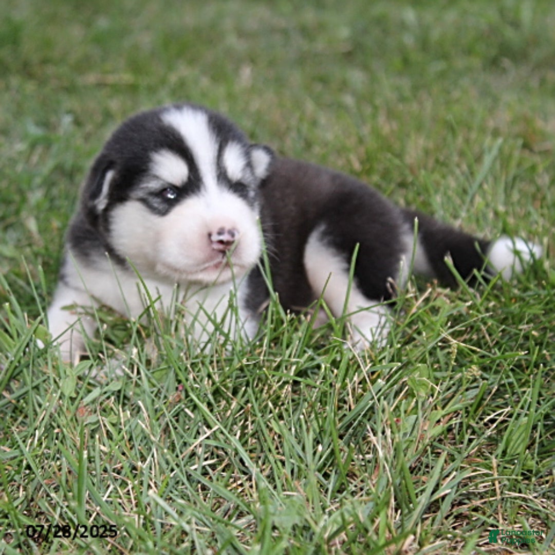 Alaskan Malamute dogs for sale: Axel - Image 3