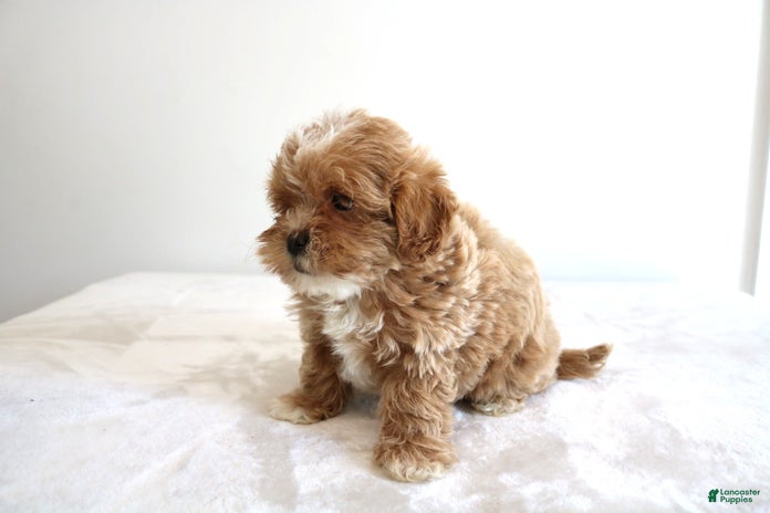 Shihpoo dogs for sale - Ad 1