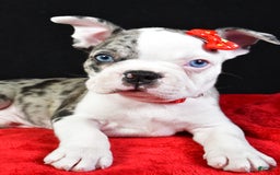 Frenchton dogs for sale: Flash - Image 3