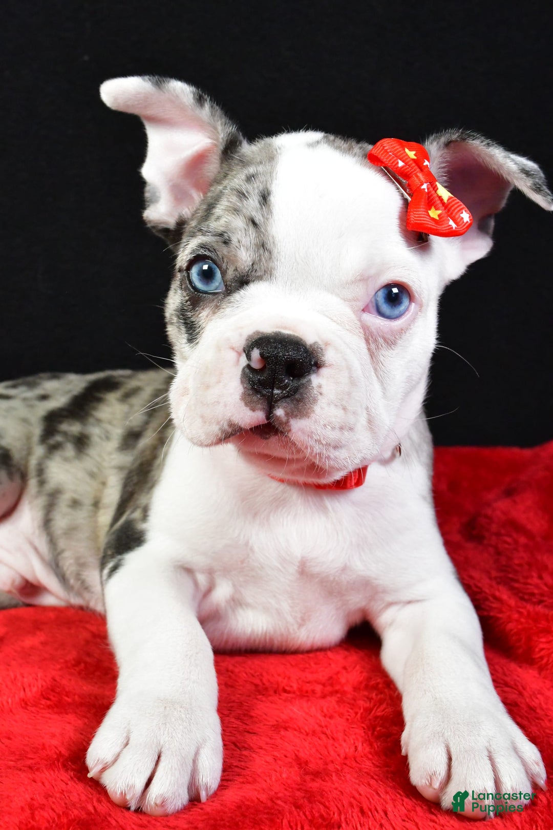 Frenchton dogs for sale: Flash - Image 3