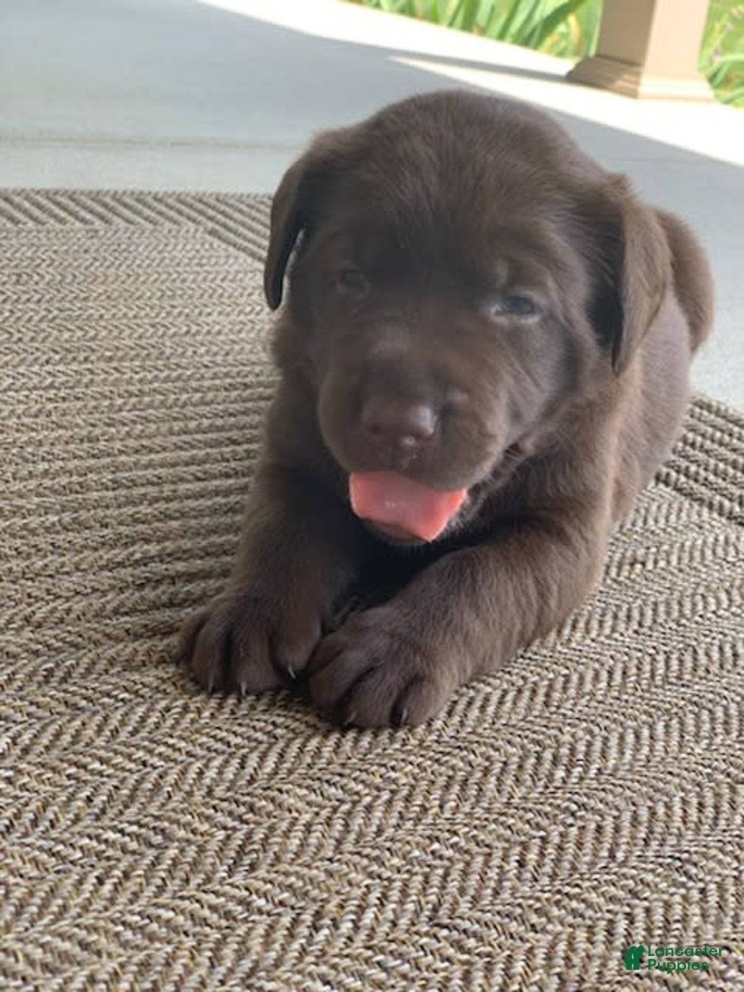 Labrador Retriever dogs for sale: Chloe - Image 1