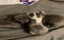 American Staffordshire Terrier dogs for sale: Smoke - Image 4