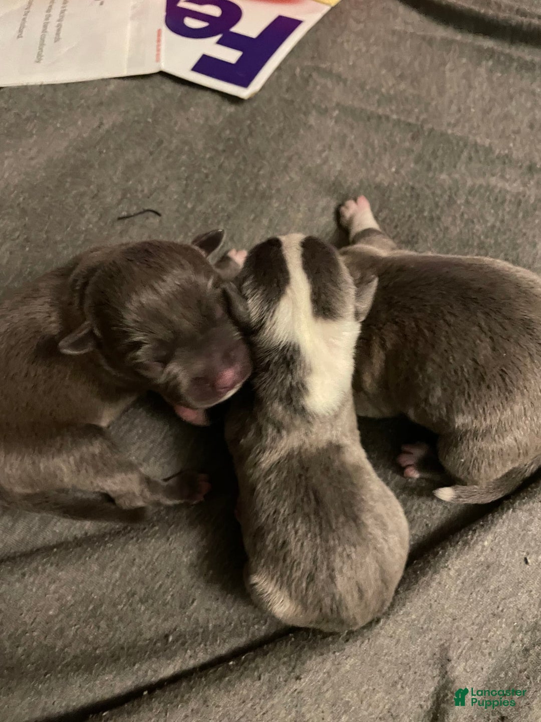 American Staffordshire Terrier dogs for sale: Smoke - Image 4
