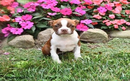 Boston Terrier dogs for sale: Faith - Image 1