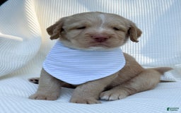 Labradoodle dogs for sale: Cinnamon - Image 11