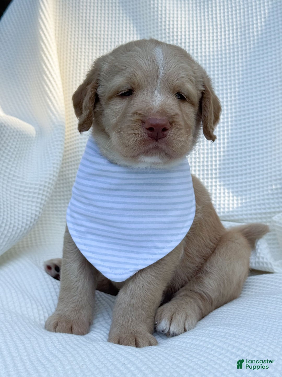 Labradoodle dogs for sale: Cinnamon - Image 11