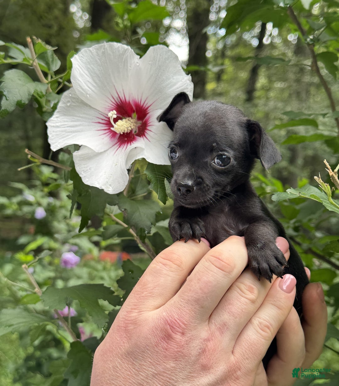 Chihuahua dogs for sale: Black Pearl - Image 16