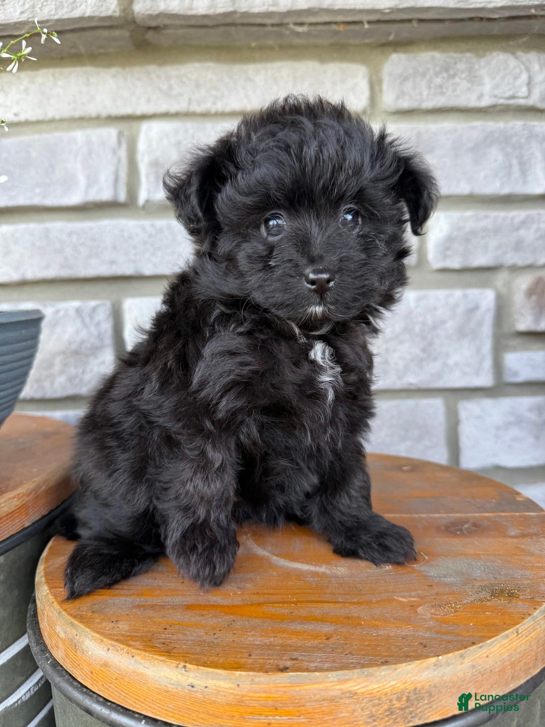 Pomapoo dogs for sale: Maddy - Image 15