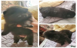 Pomeranian dogs for sale: Butterball - Image 11