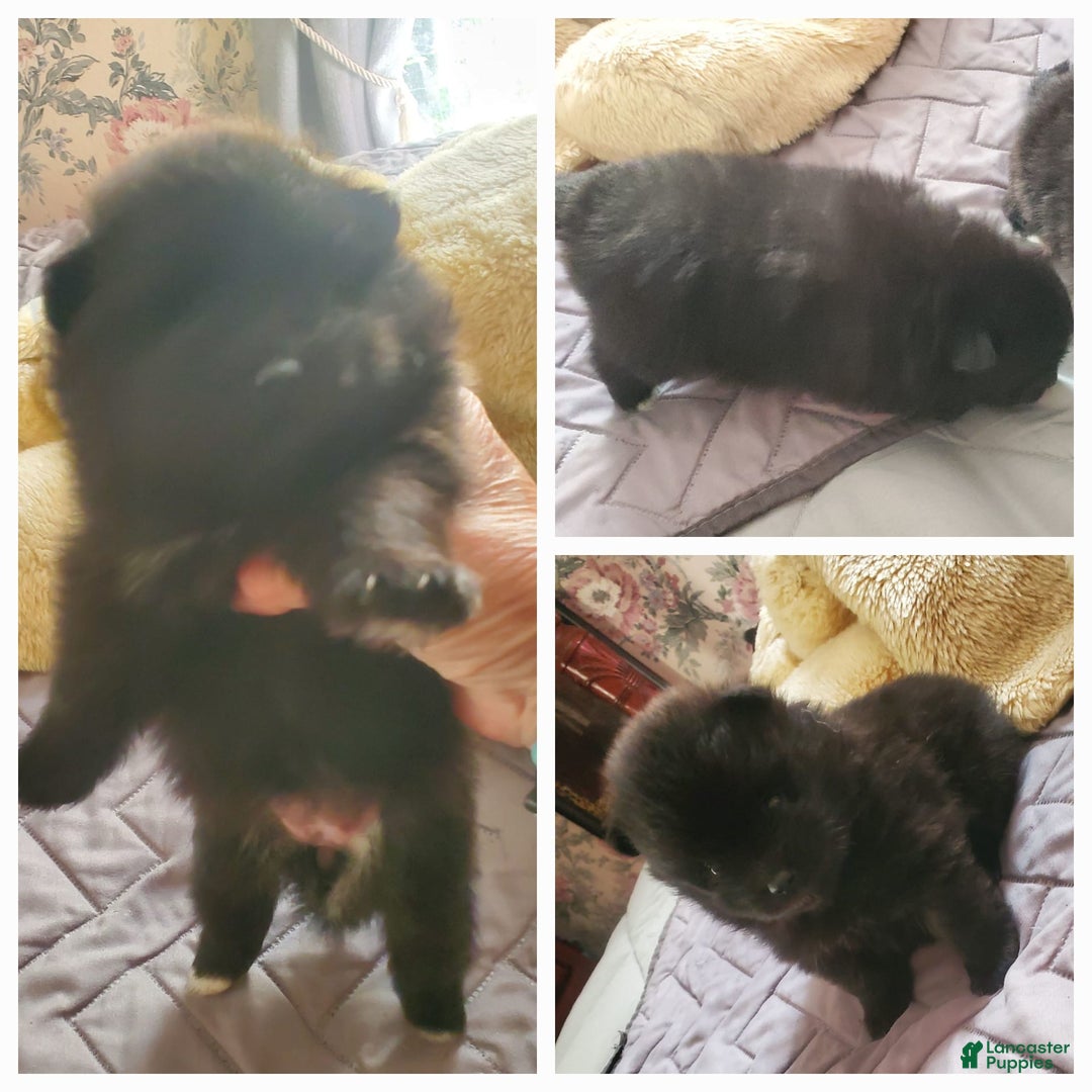 Pomeranian dogs for sale: Butterball - Image 11