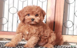 Cavapoo dogs for sale: Fester - Image 2