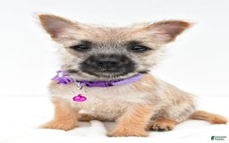 Cairn Terrier dogs for sale: Carla - Image 5