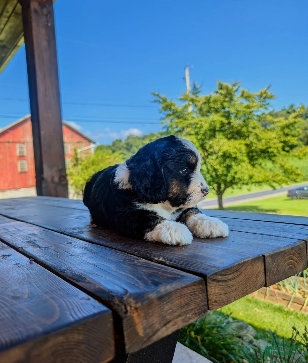 Mini Bernedoodle dogs for sale: Hazel - Image 5