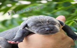 Great Dane dogs for sale: Fletcher - Image 1