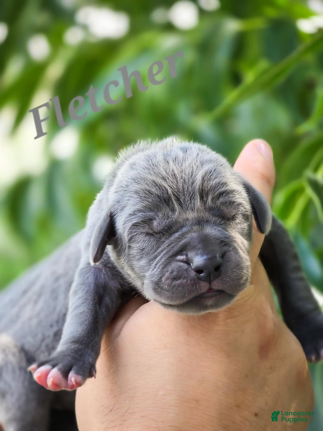 Great Dane dogs for sale: Fletcher - Image 1