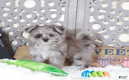Pomapoo dogs for sale: Sapphire - Image 5