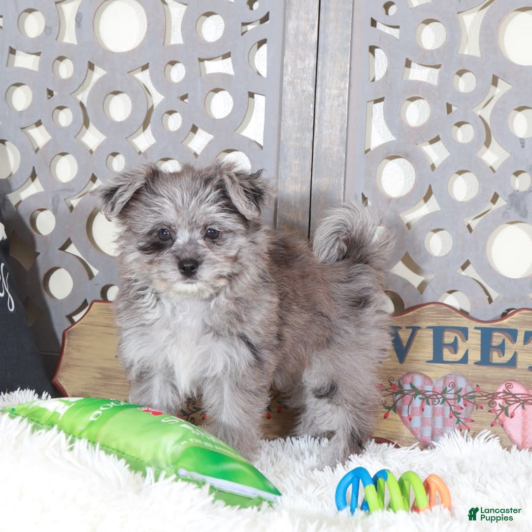 Pomapoo dogs for sale: Sapphire - Image 5