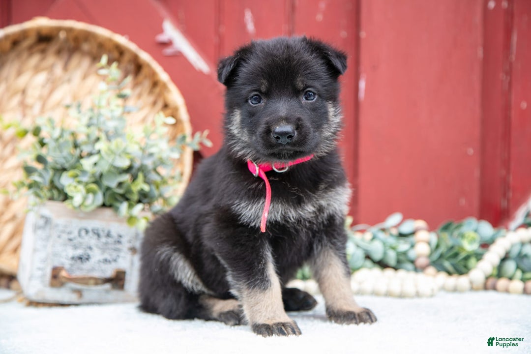 German Shepherd dogs for sale: Skipper - Image 1