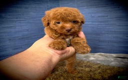 Maltipoo dogs for sale: Jamarion - Listing for pets: Jamarion, Wendy - Image 6