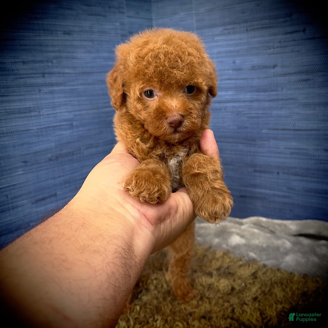 Maltipoo dogs for sale: Jamarion - Listing for pets: Jamarion, Wendy - Image 6