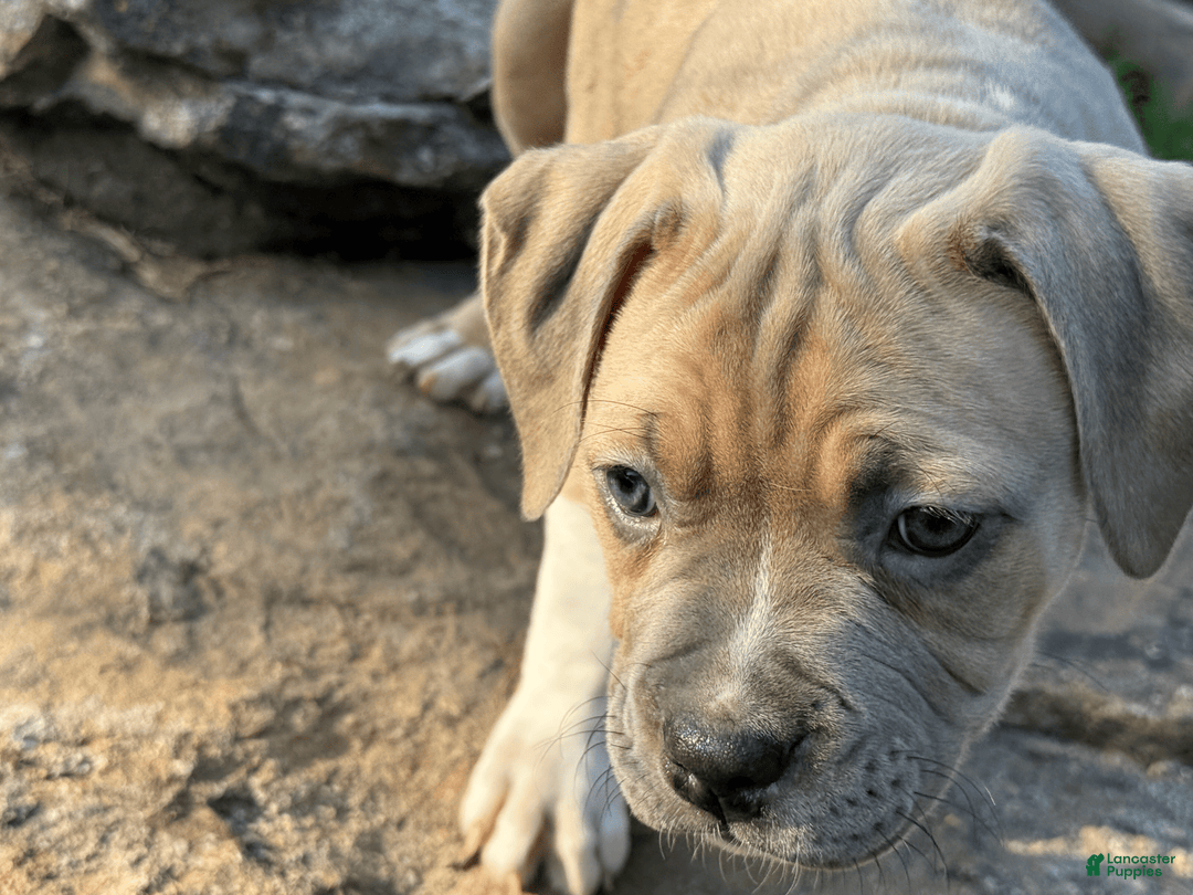 American Pit Bull Terrier dogs for sale: Russ - Image 6