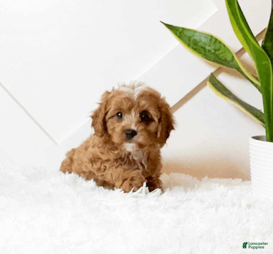 Cavapoo dogs for sale: Hope - Image 4