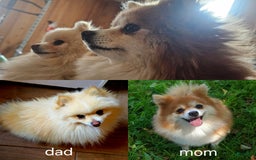 Pomeranian dogs for sale: Telemachus - Image 1