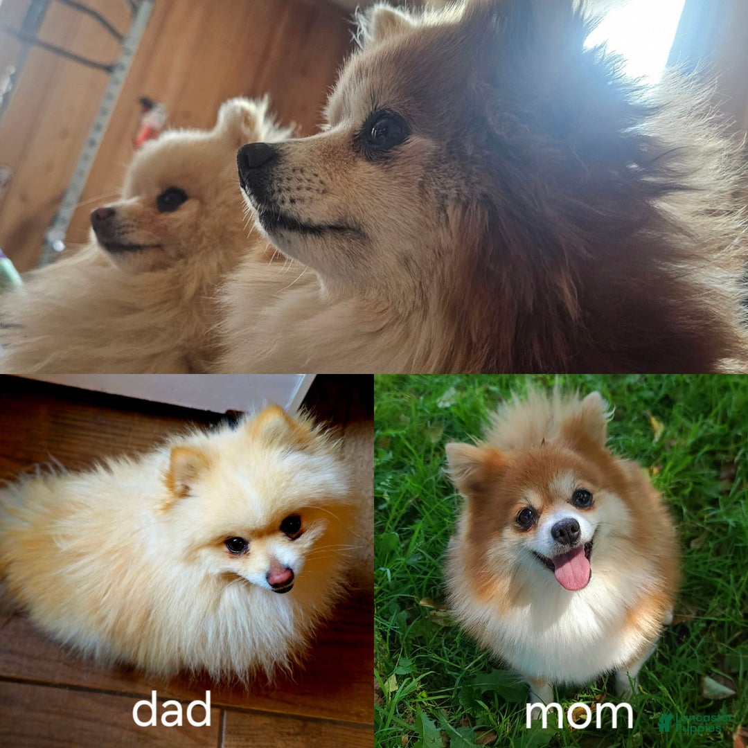 Pomeranian dogs for sale: Telemachus - Image 1