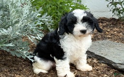 Cavapoo dogs for sale: Cade - Image 7
