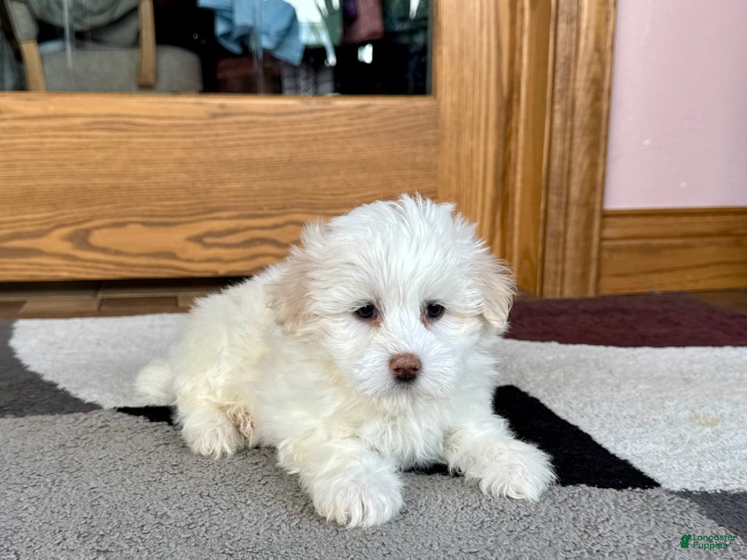 Coton De Tulear dogs for sale: Lindsey - Image 1
